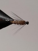 IMG-20210126-WA0004